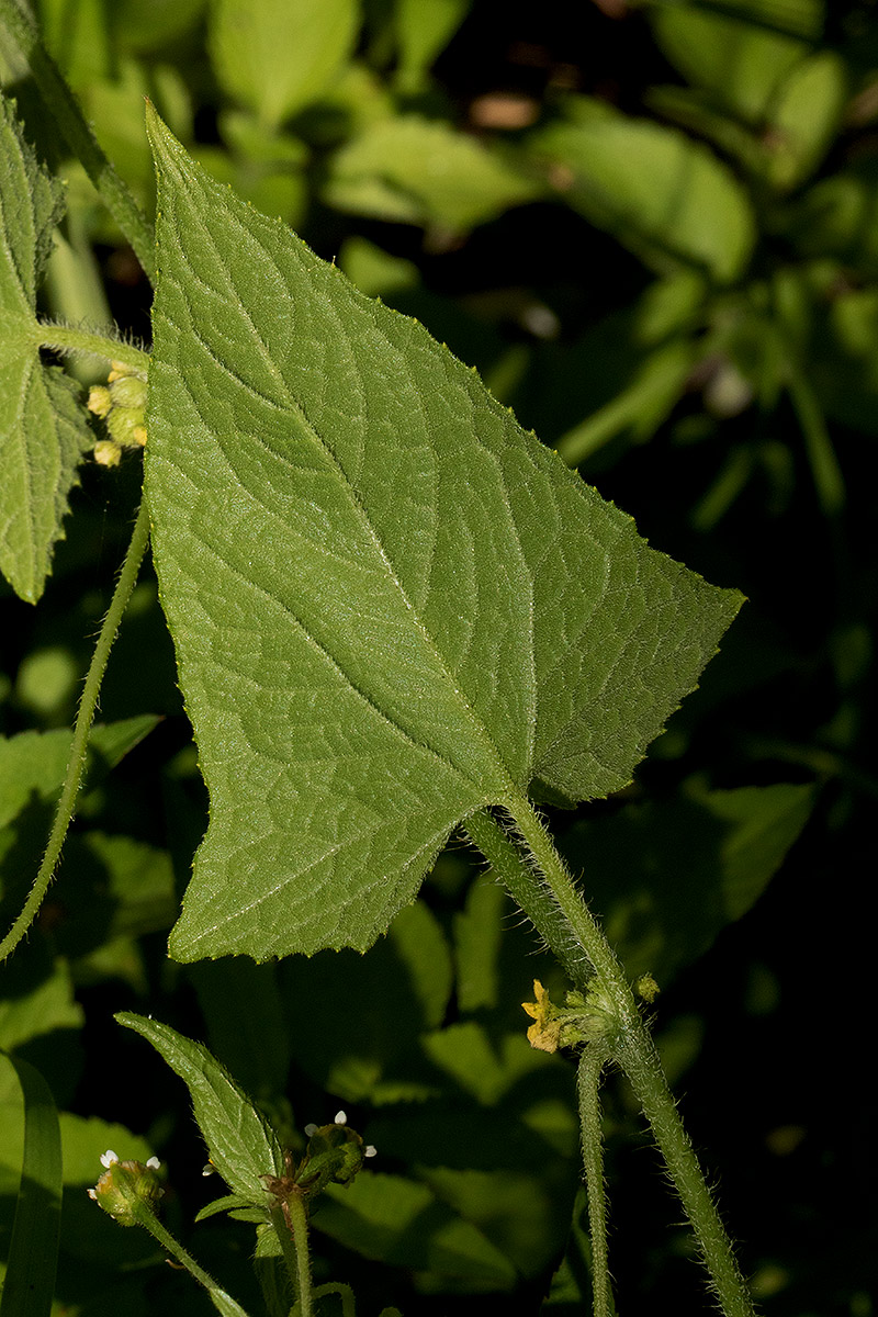 Cucumis maderaspatanus