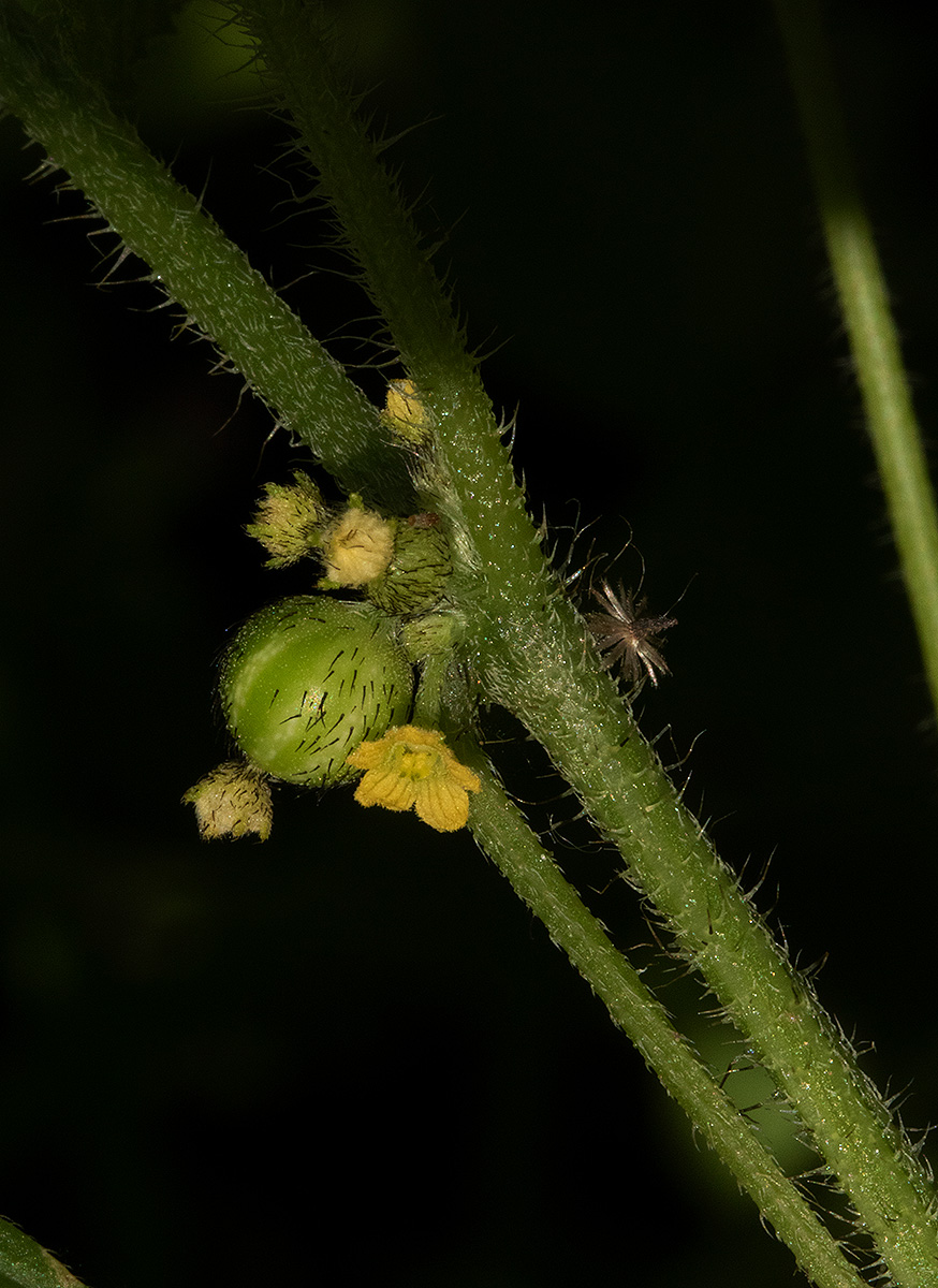 Cucumis maderaspatanus