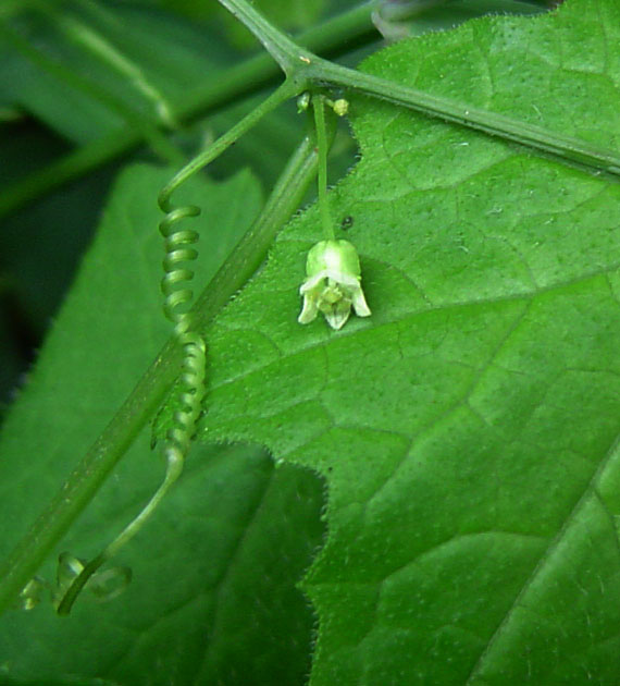 Zehneria minutiflora