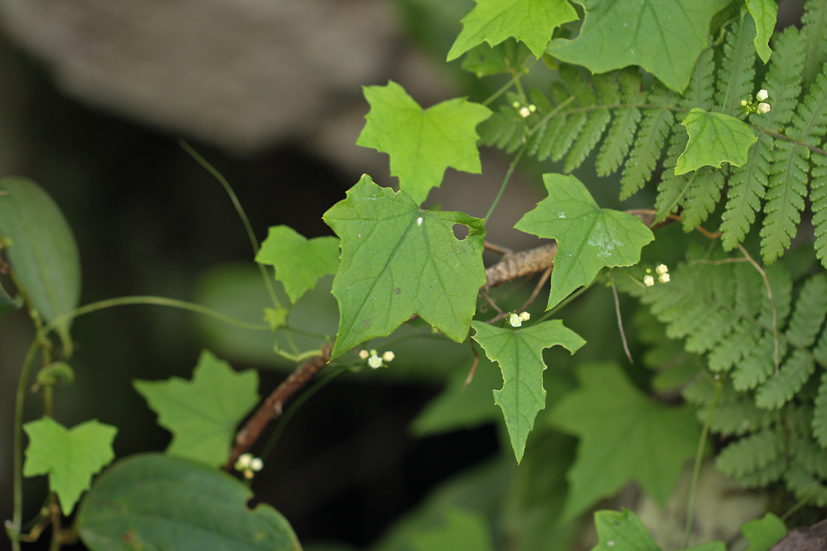 Zehneria minutiflora
