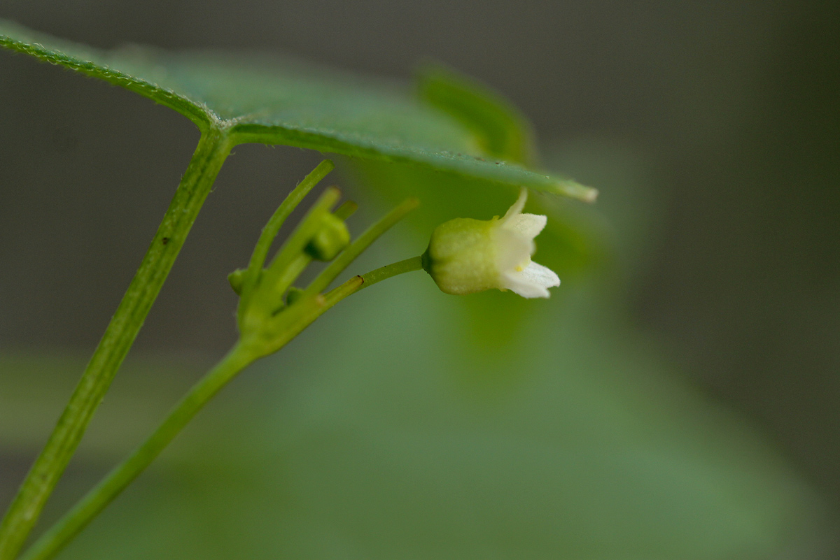 Zehneria minutiflora