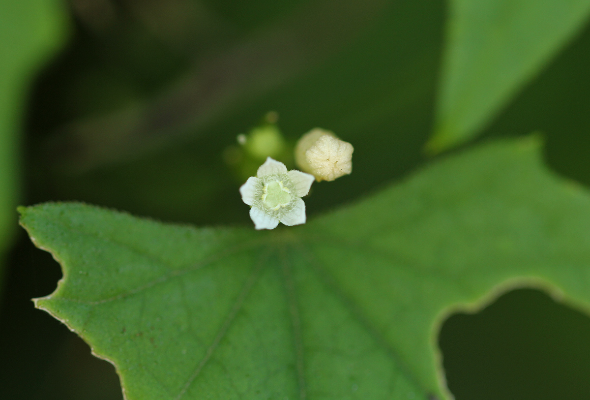 Zehneria minutiflora