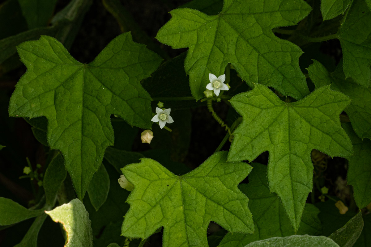 Zehneria minutiflora
