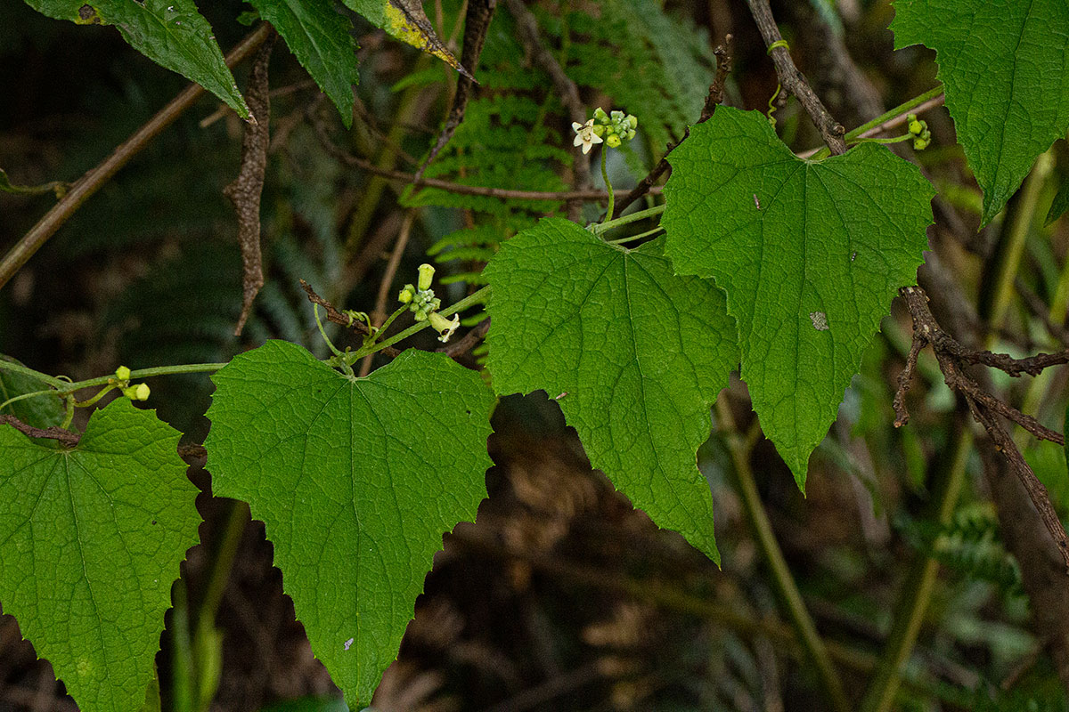 Zehneria scabra subsp. scabra Zehneria scabra subsp. scabra