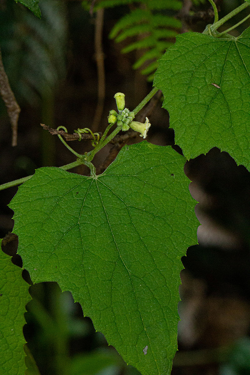 Zehneria scabra subsp. scabra Zehneria scabra subsp. scabra