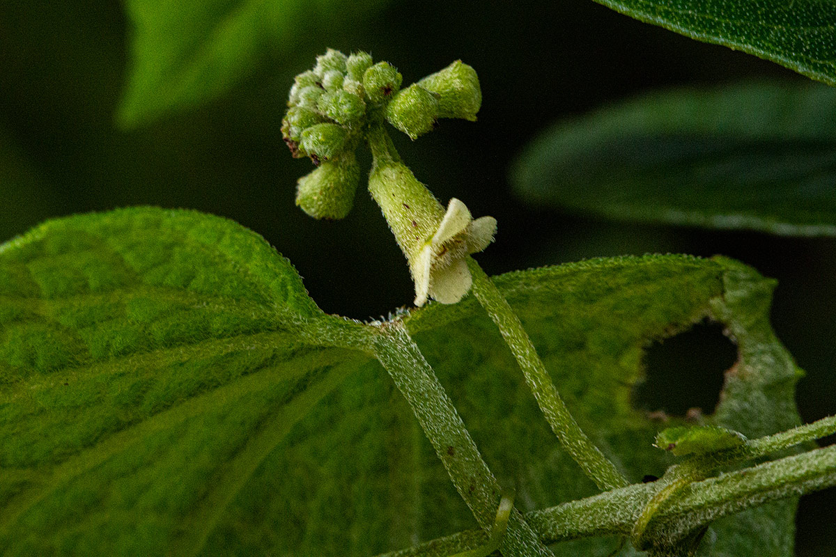Zehneria scabra subsp. scabra Zehneria scabra subsp. scabra