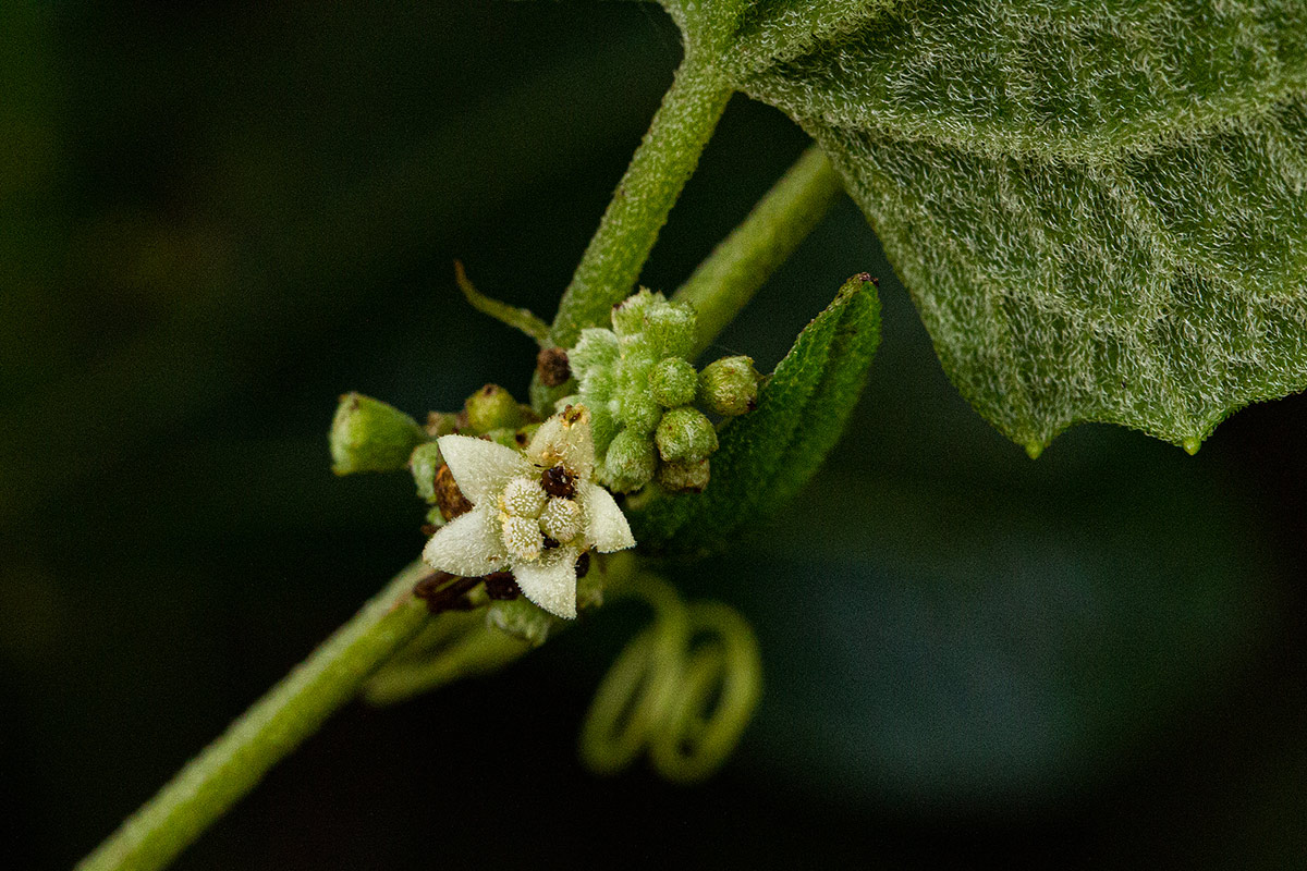 Zehneria scabra subsp. scabra Zehneria scabra subsp. scabra