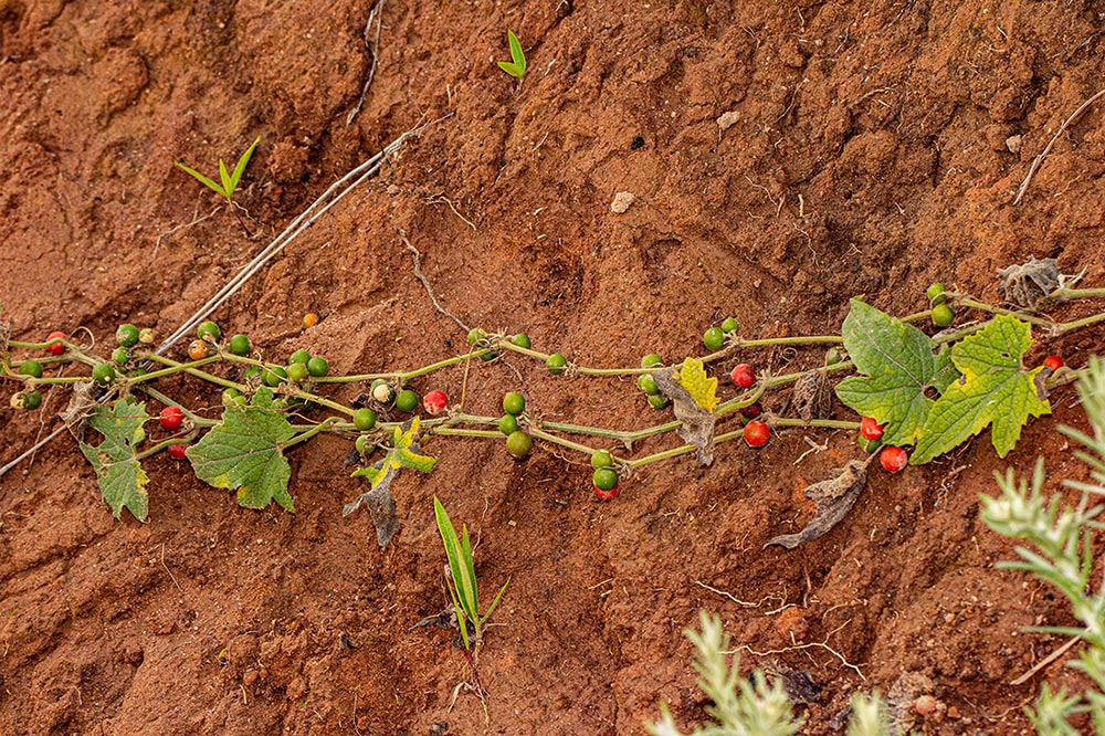 Zehneria scabra subsp. scabra Zehneria scabra subsp. scabra