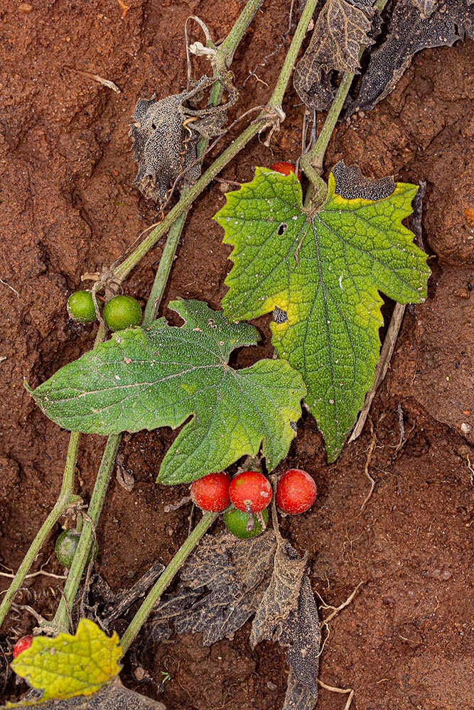 Zehneria scabra subsp. scabra Zehneria scabra subsp. scabra