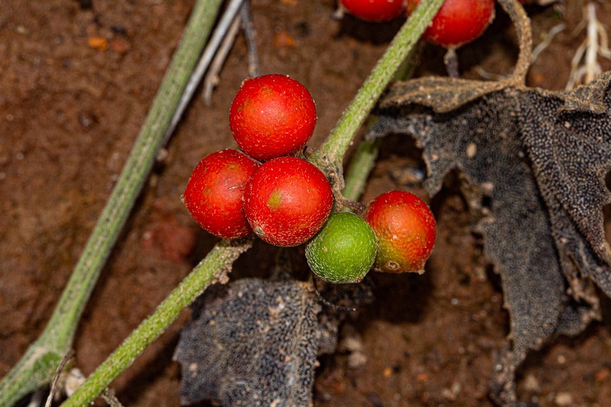 Zehneria scabra subsp. scabra Zehneria scabra subsp. scabra