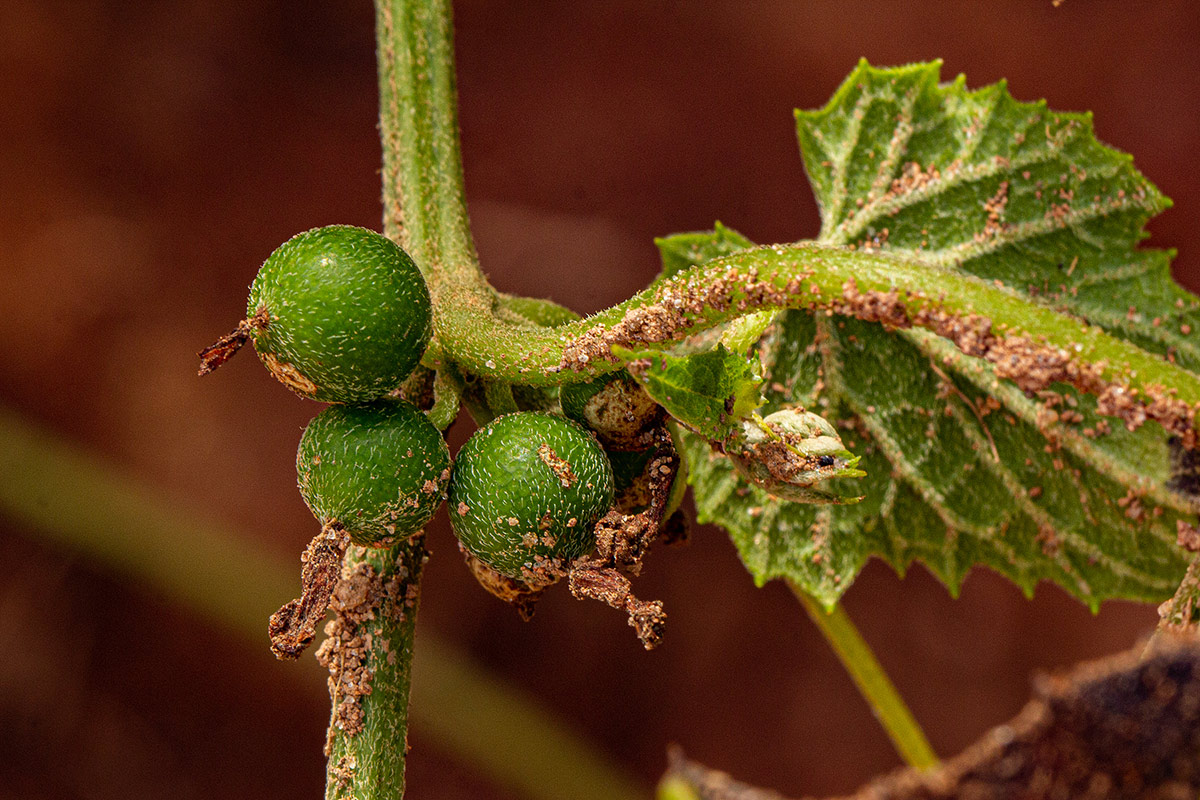 Zehneria scabra subsp. scabra Zehneria scabra subsp. scabra