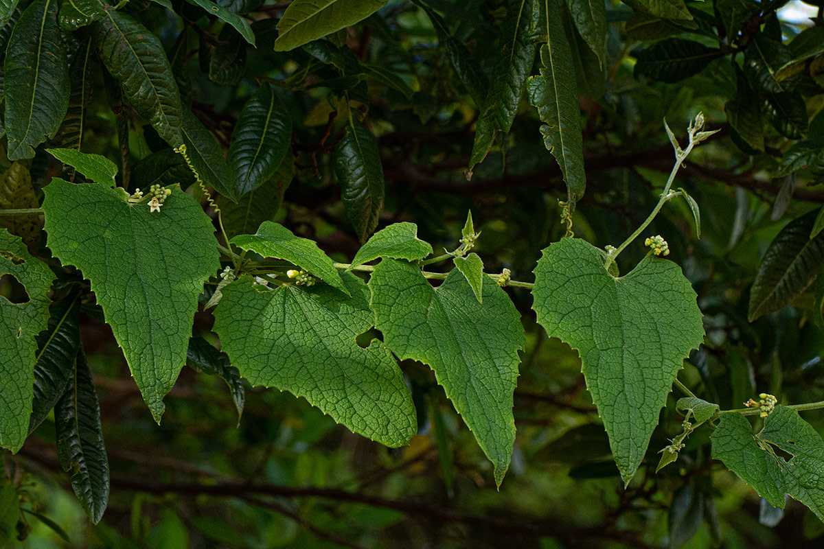 Zehneria scabra subsp. scabra Zehneria scabra subsp. scabra