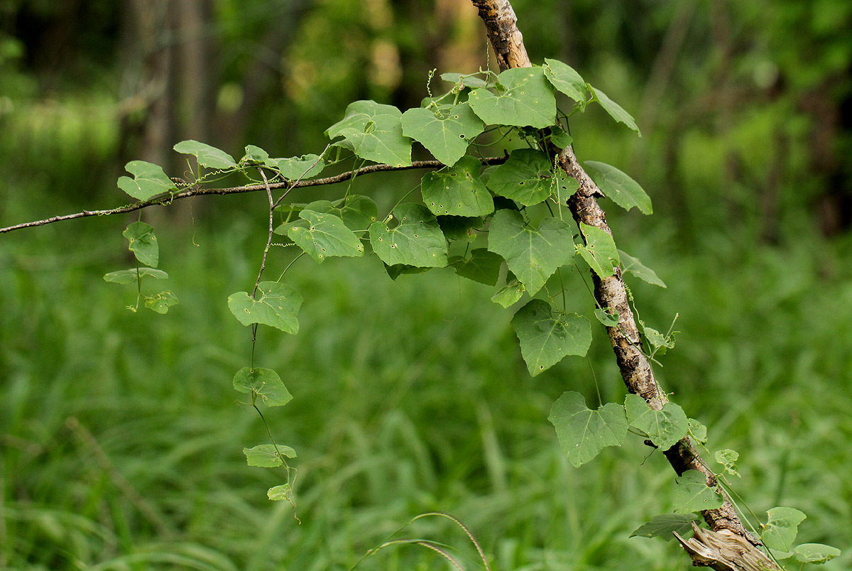 Kedrostis leloja Kedrostis leloja