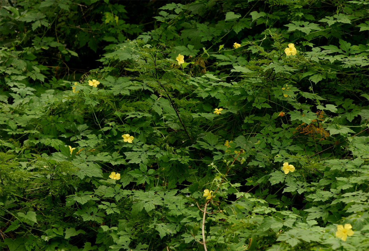 Momordica charantia subsp. charantia