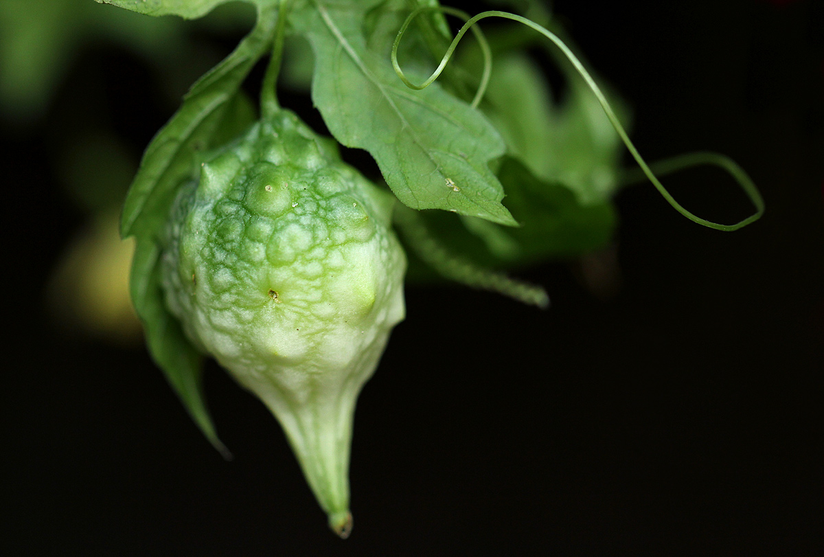 Momordica charantia subsp. charantia