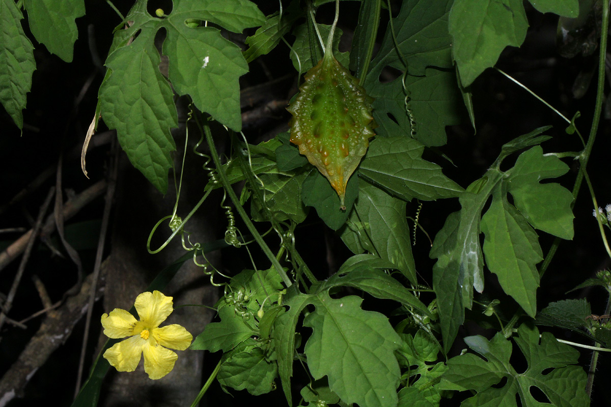 Momordica charantia subsp. charantia