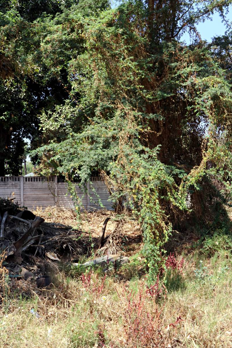 Momordica charantia subsp. charantia