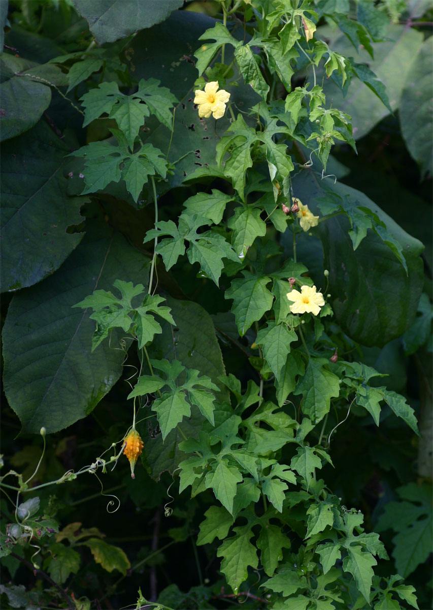 Momordica charantia subsp. charantia