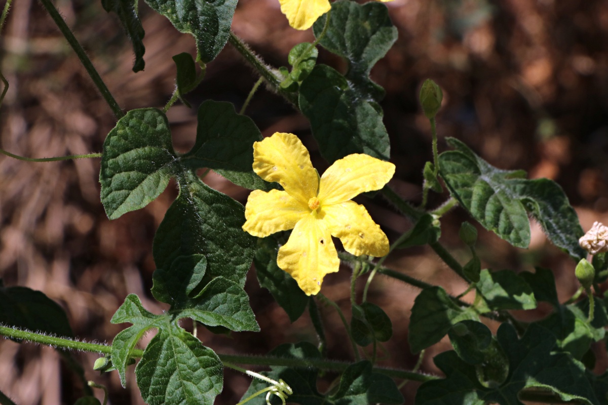 Momordica charantia subsp. charantia