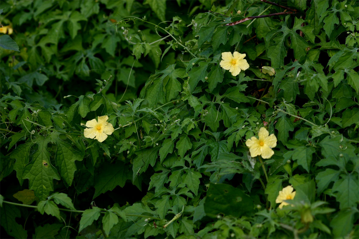 Momordica charantia subsp. charantia