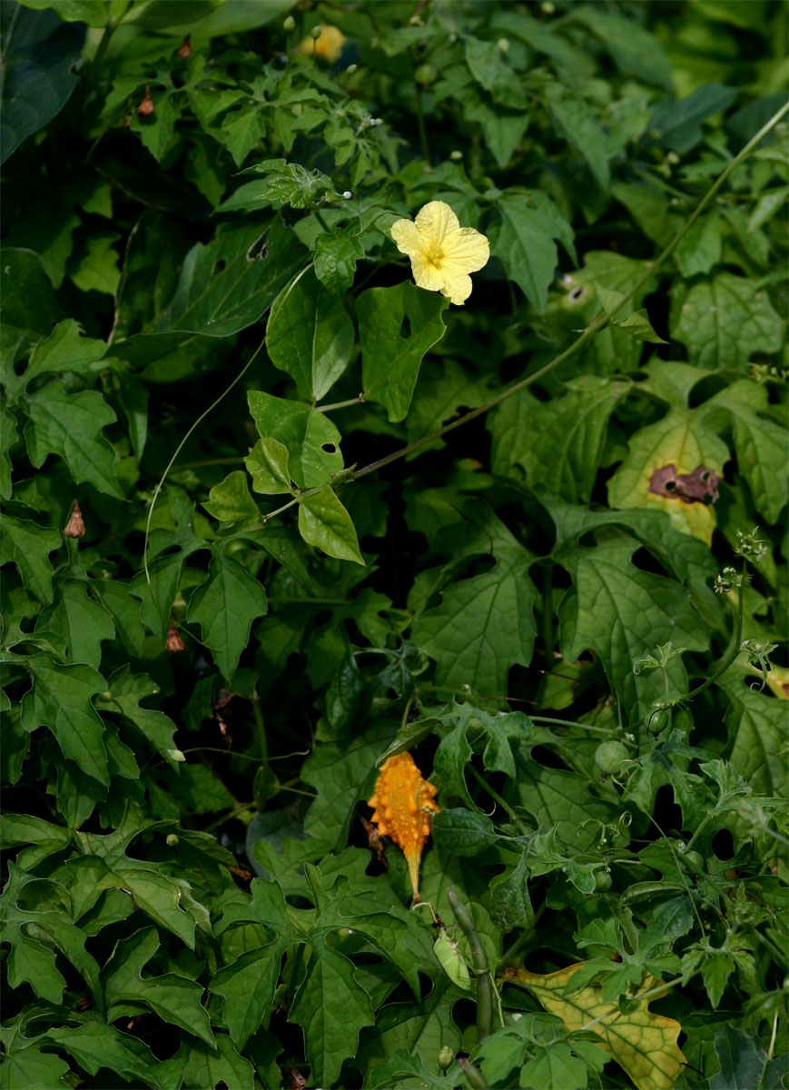 Momordica charantia subsp. charantia