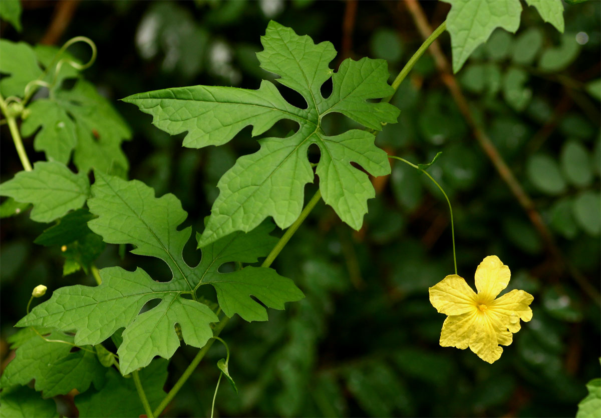 Momordica charantia subsp. charantia