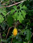 Momordica charantia subsp. charantia
