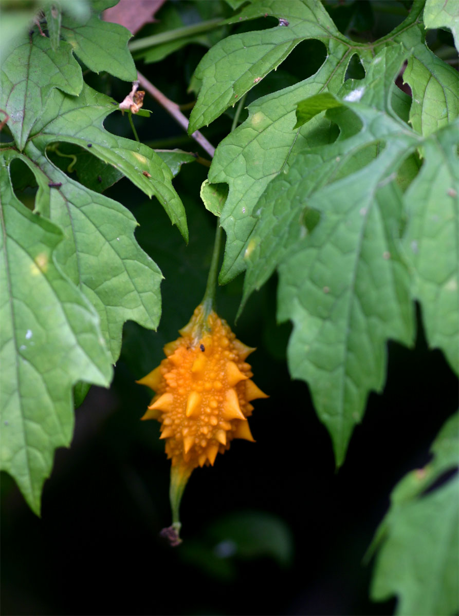 Momordica charantia subsp. charantia