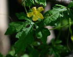 Momordica charantia subsp. charantia
