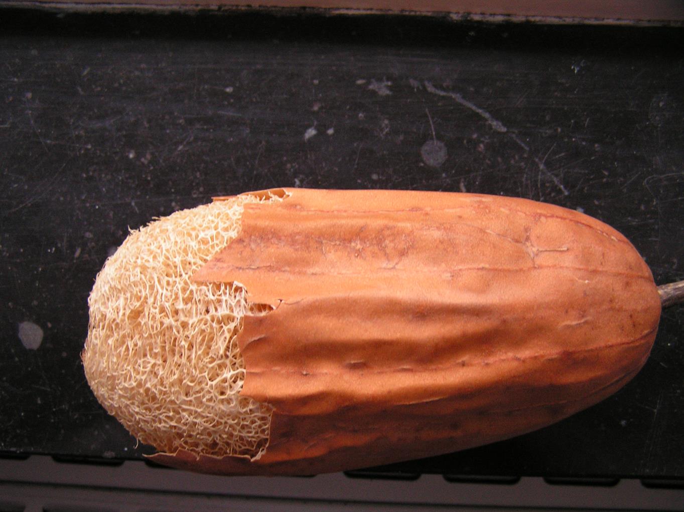 Luffa cylindrica