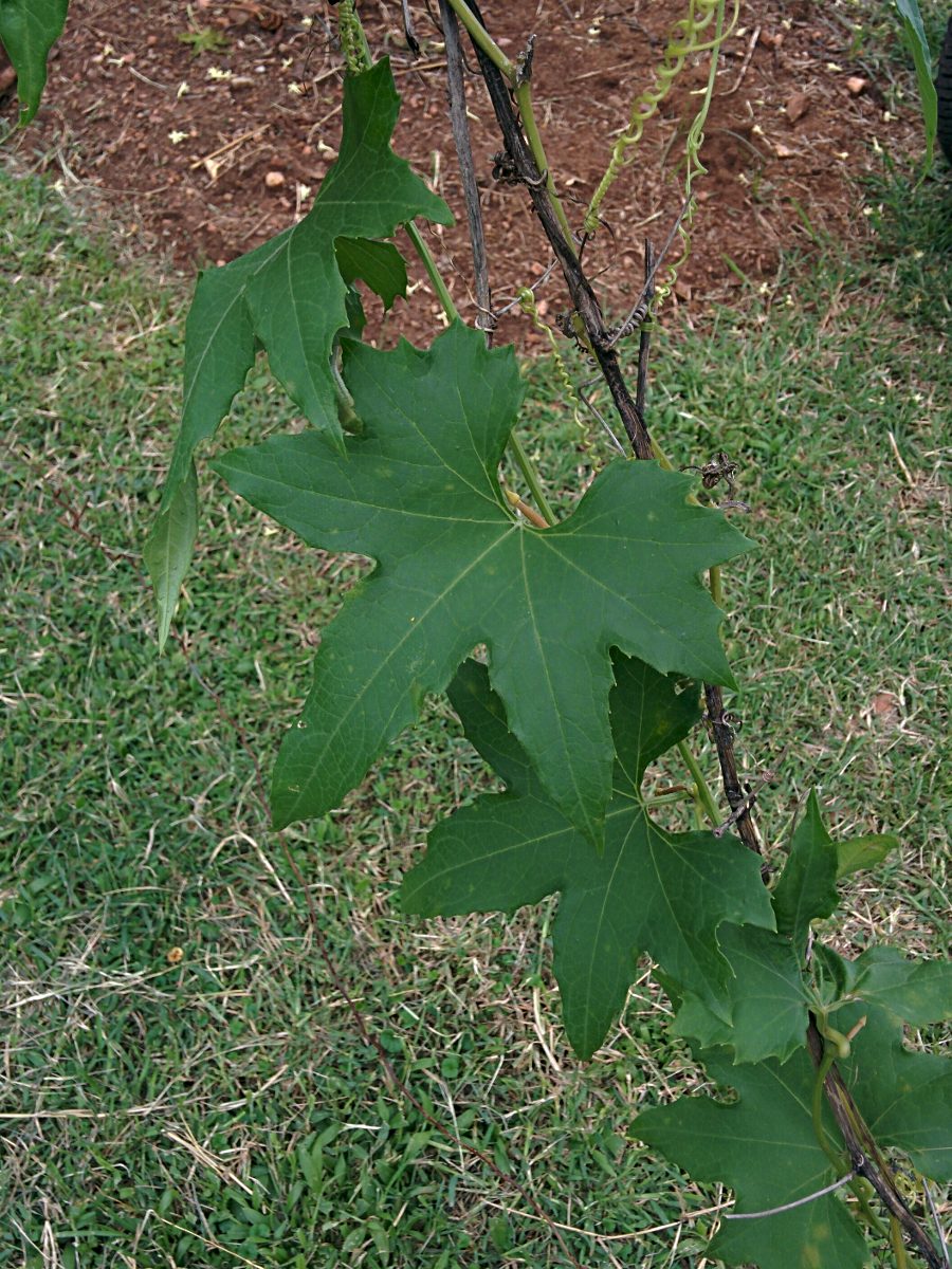 Luffa cylindrica
