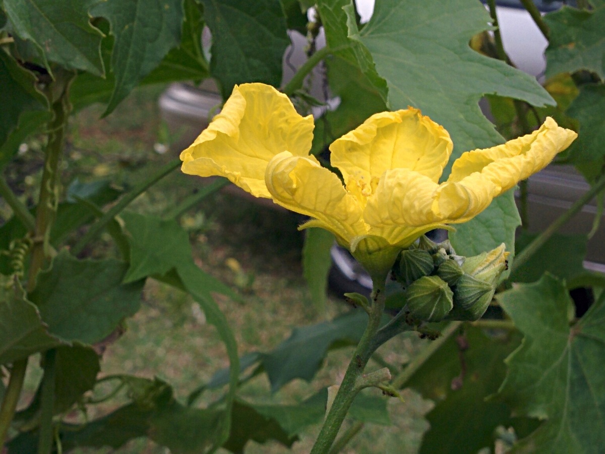 Luffa cylindrica