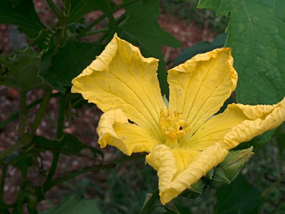Luffa cylindrica