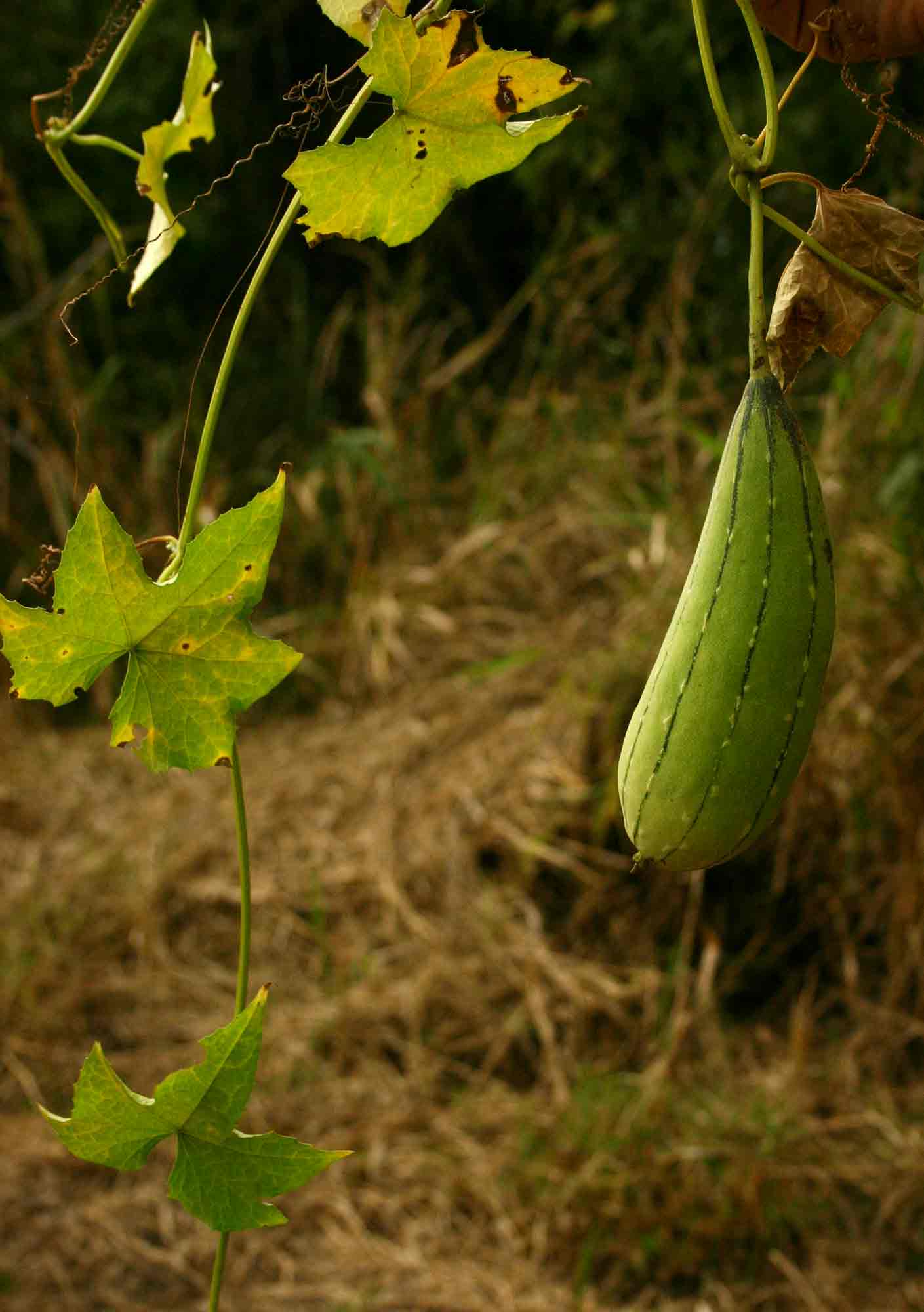 Luffa cylindrica