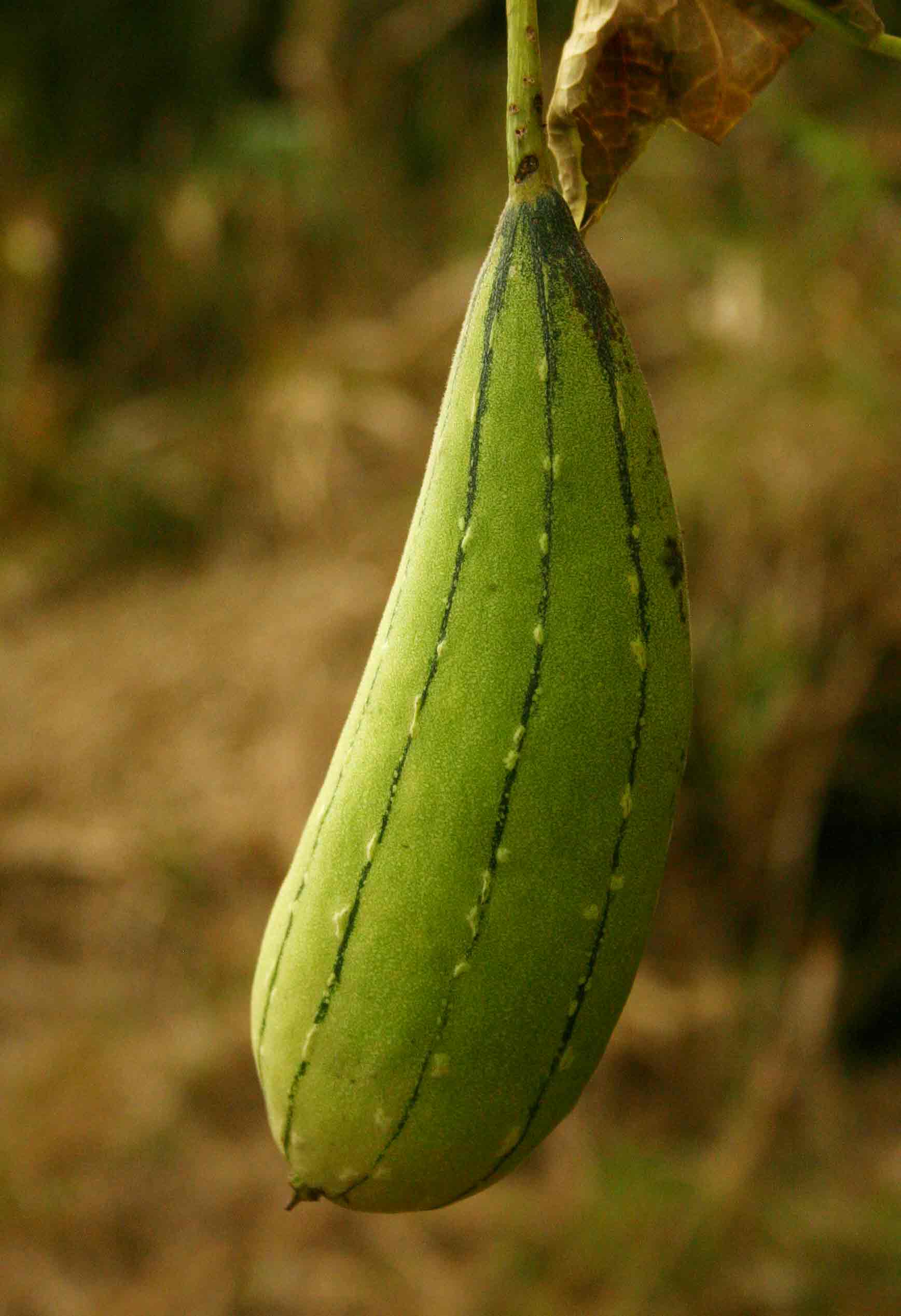 Luffa cylindrica