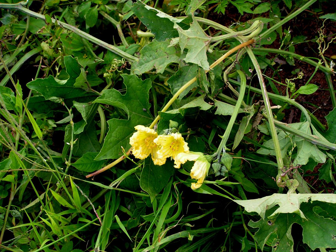 Luffa cylindrica Luffa cylindrica