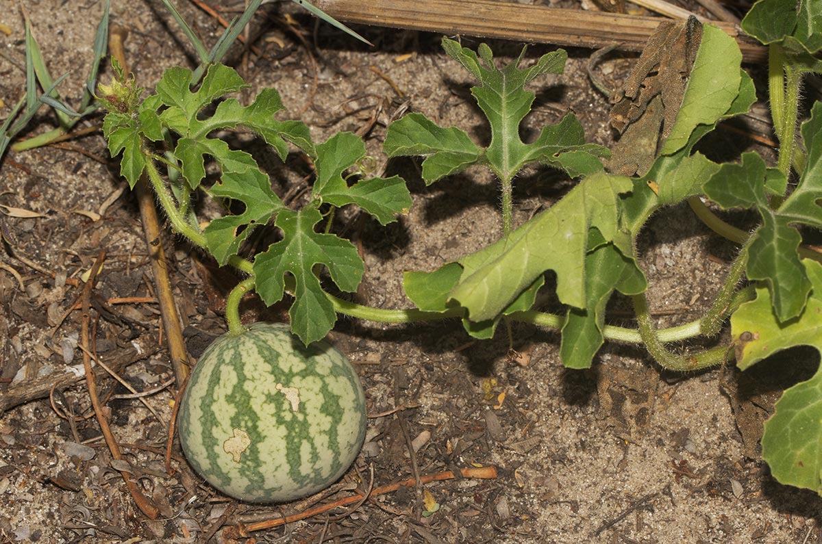 Citrullus lanatus Citrullus lanatus