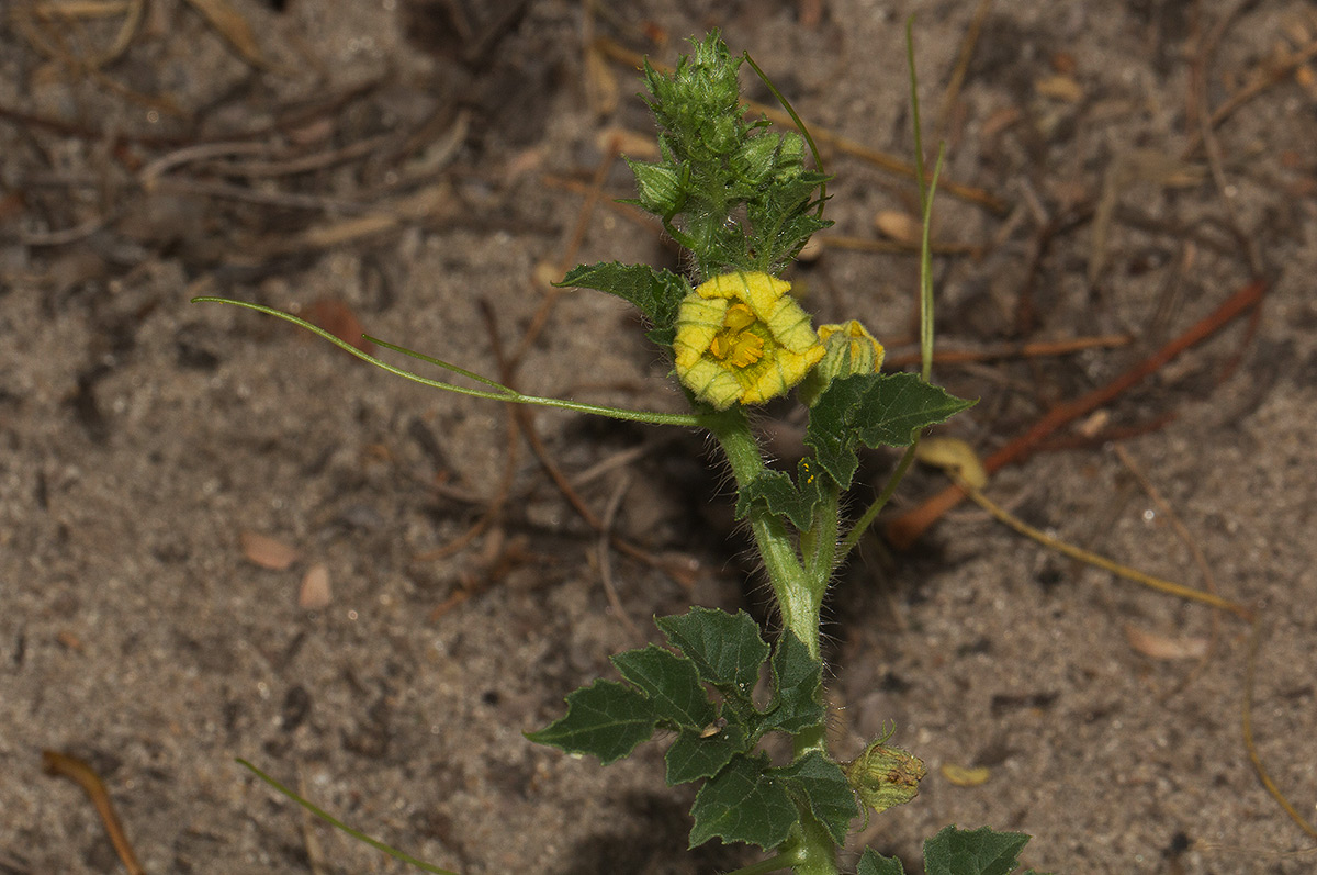 Citrullus lanatus Citrullus lanatus