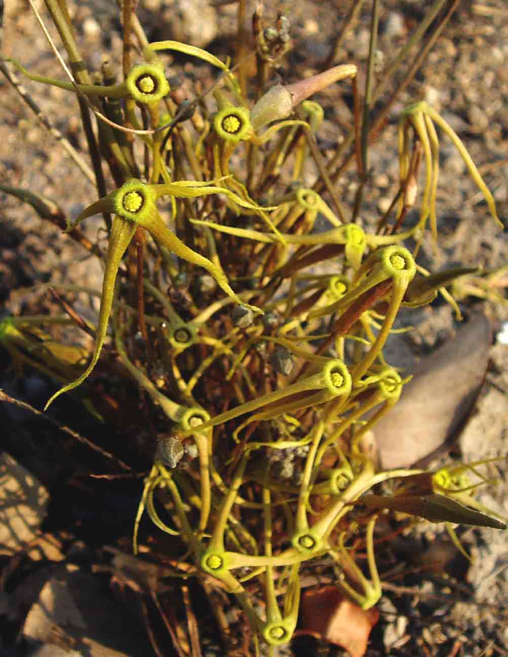 Trochomeria macrocarpa subsp. macrocarpa Trochomeria macrocarpa subsp. macrocarpa