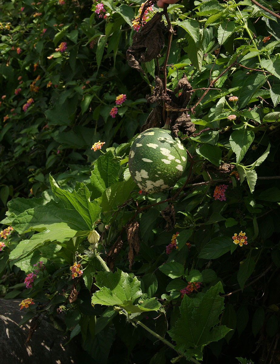 Lagenaria sphaerica Lagenaria sphaerica