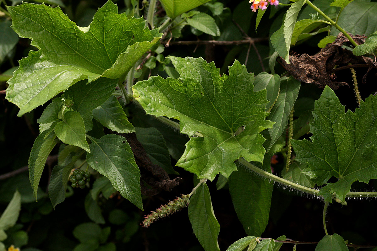 Lagenaria sphaerica Lagenaria sphaerica