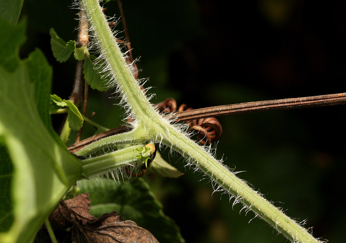 Lagenaria sphaerica Lagenaria sphaerica