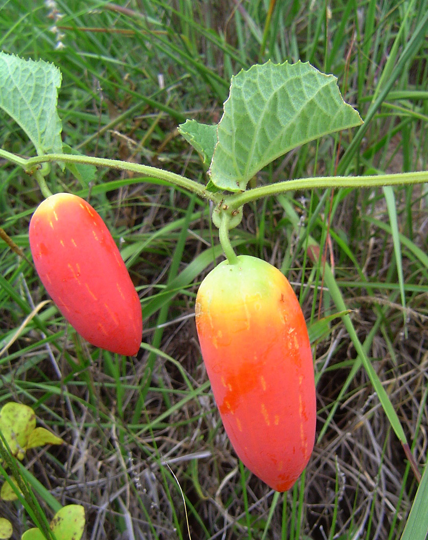 Coccinia adoensis Coccinia adoensis
