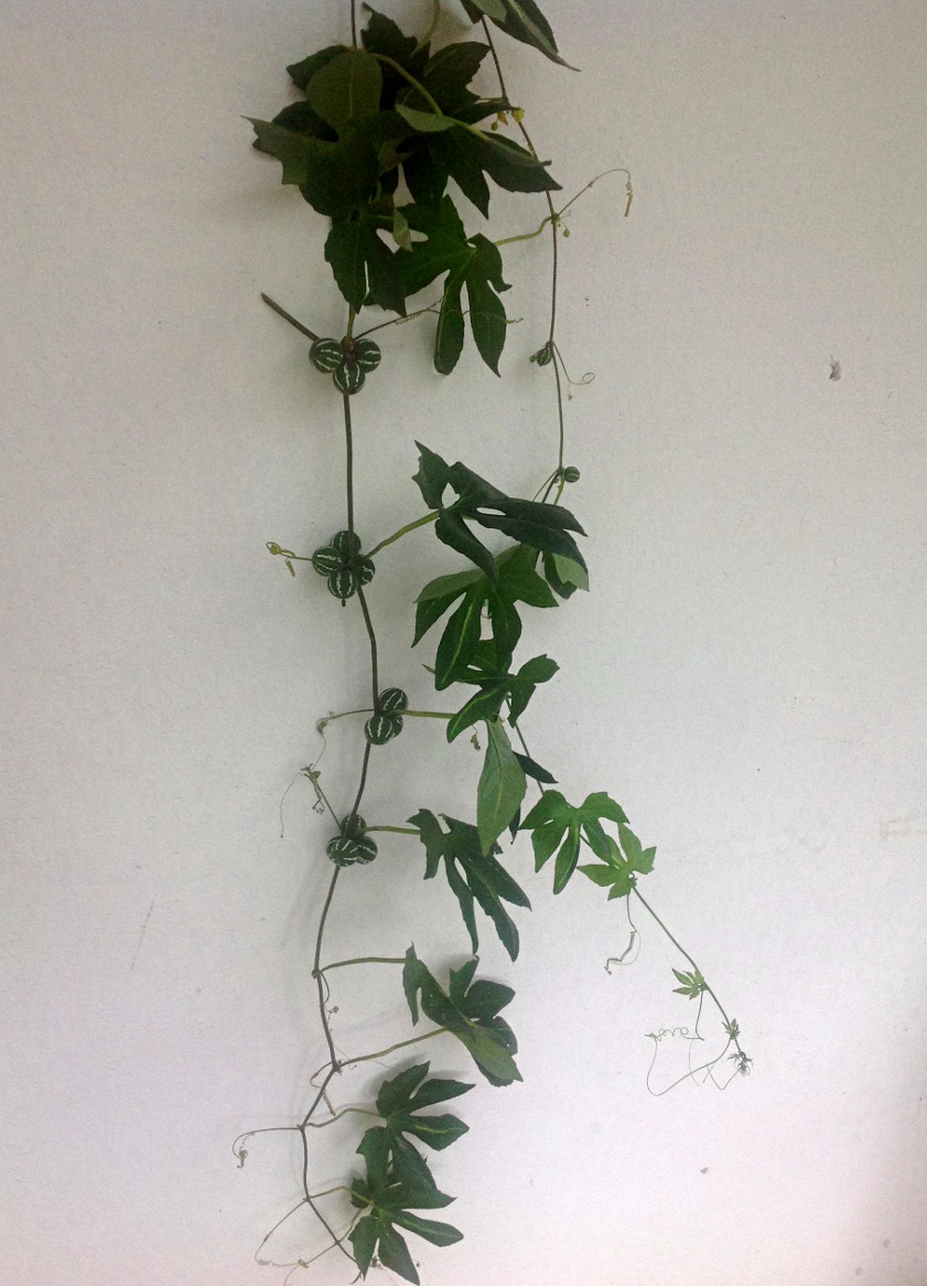 Diplocyclos palmatus