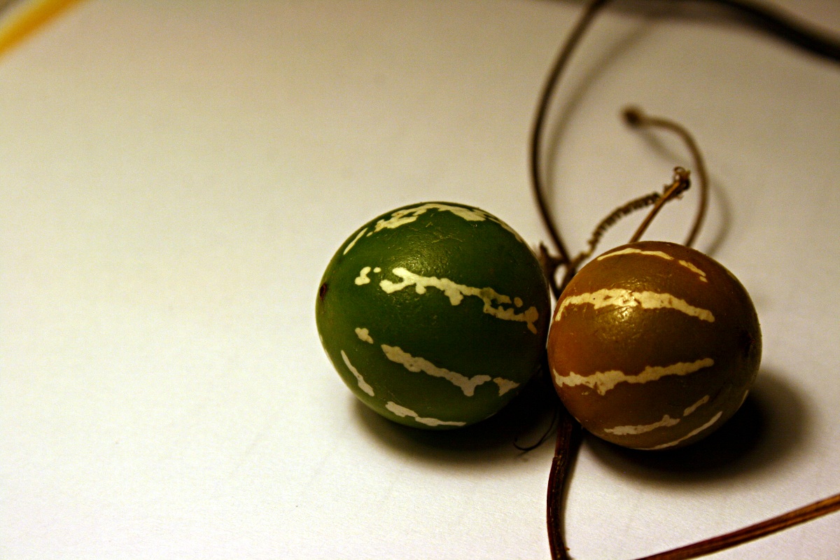 Diplocyclos palmatus