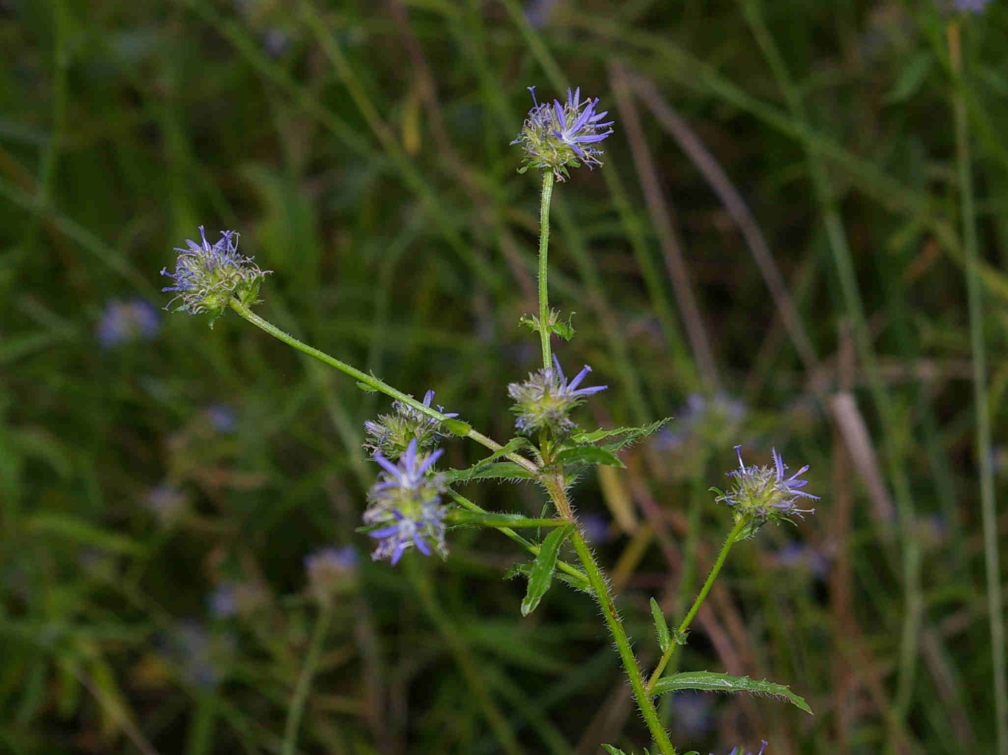 Wahlenbergia capitata