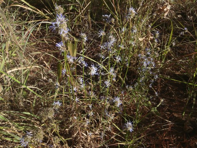 Wahlenbergia capitata Wahlenbergia capitata
