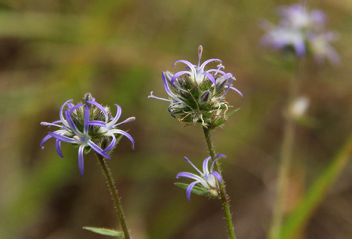 Wahlenbergia capitata Wahlenbergia capitata