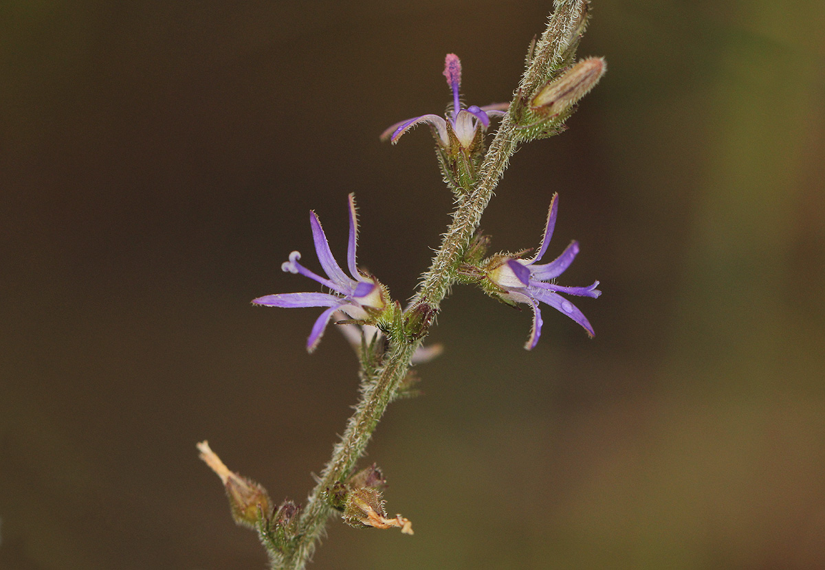 Wahlenbergia napiformis Wahlenbergia napiformis