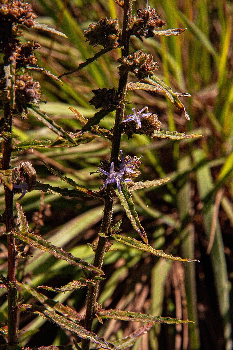 Wahlenbergia napiformis Wahlenbergia napiformis